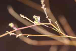 Spiderlings (Boerhavia)(Boerhavia)