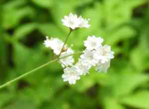 Spiderlings (Boerhavia)(Boerhavia)