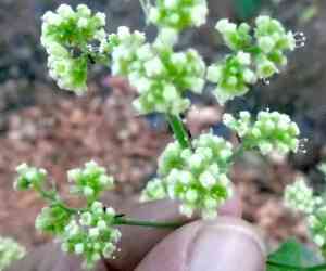 Spiderlings (Boerhavia)(Boerhavia)