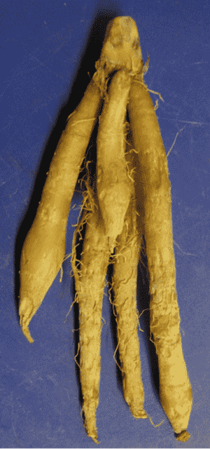 Rotund boesenbergia(Boesenbergia rotunda)