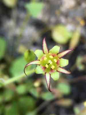 False coolwort (Bolandra)(Bolandra)
