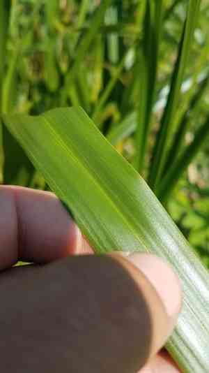 River bulrush(Bolboschoenus fluviatilis)