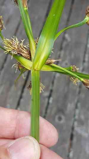 River bulrush(Bolboschoenus fluviatilis)