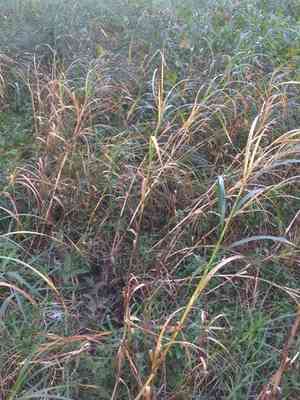 River bulrush(Bolboschoenus fluviatilis)