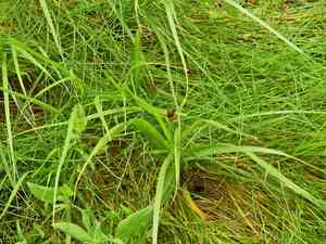 Puruagrass(Bolboschoenus maritimus)