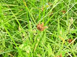 Puruagrass(Bolboschoenus maritimus)