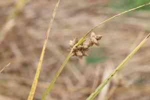 Puruagrass(Bolboschoenus maritimus)