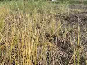Flat-stem clubrush(Bolboschoenus planiculmis)