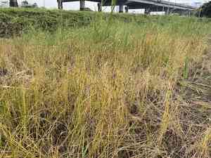 Flat-stem clubrush(Bolboschoenus planiculmis)