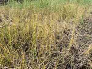 Flat-stem clubrush(Bolboschoenus planiculmis)