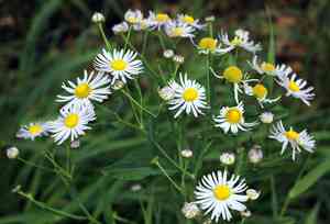 Claspingleaf doll's daisy(Boltonia decurrens)