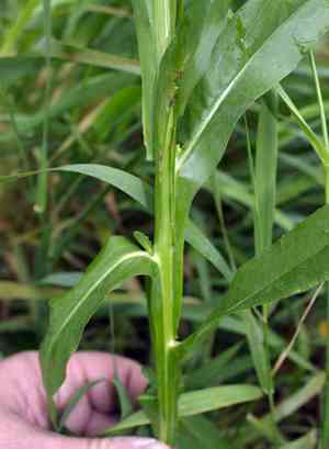 Claspingleaf doll's daisy(Boltonia decurrens)