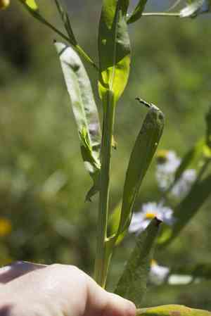 Claspingleaf doll's daisy(Boltonia decurrens)