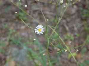 Smallhead doll's daisy(Boltonia diffusa)