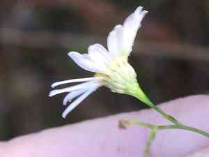 Smallhead doll's daisy(Boltonia diffusa)
