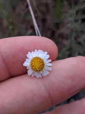 Smallhead doll's daisy(Boltonia diffusa)