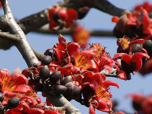 Red Silk Cotton Tree(Bombax ceiba)