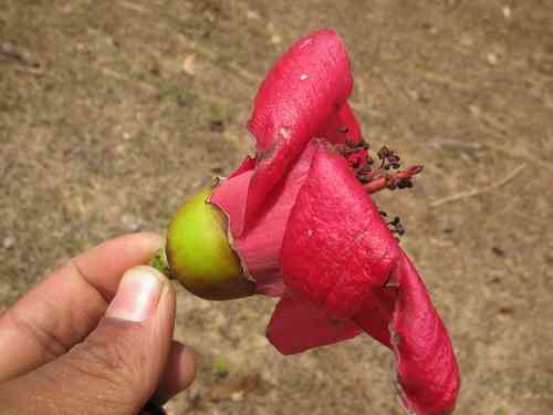 Red Silk Cotton Tree(Bombax ceiba)