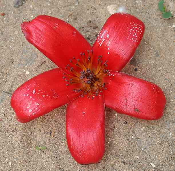 Red Silk Cotton Tree(Bombax ceiba)