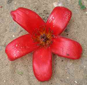 Red Silk Cotton Tree(Bombax ceiba)