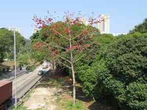 Red Silk Cotton Tree(Bombax ceiba)