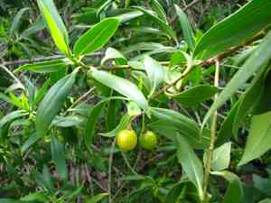 Bontia (Bontia)(Bontia)