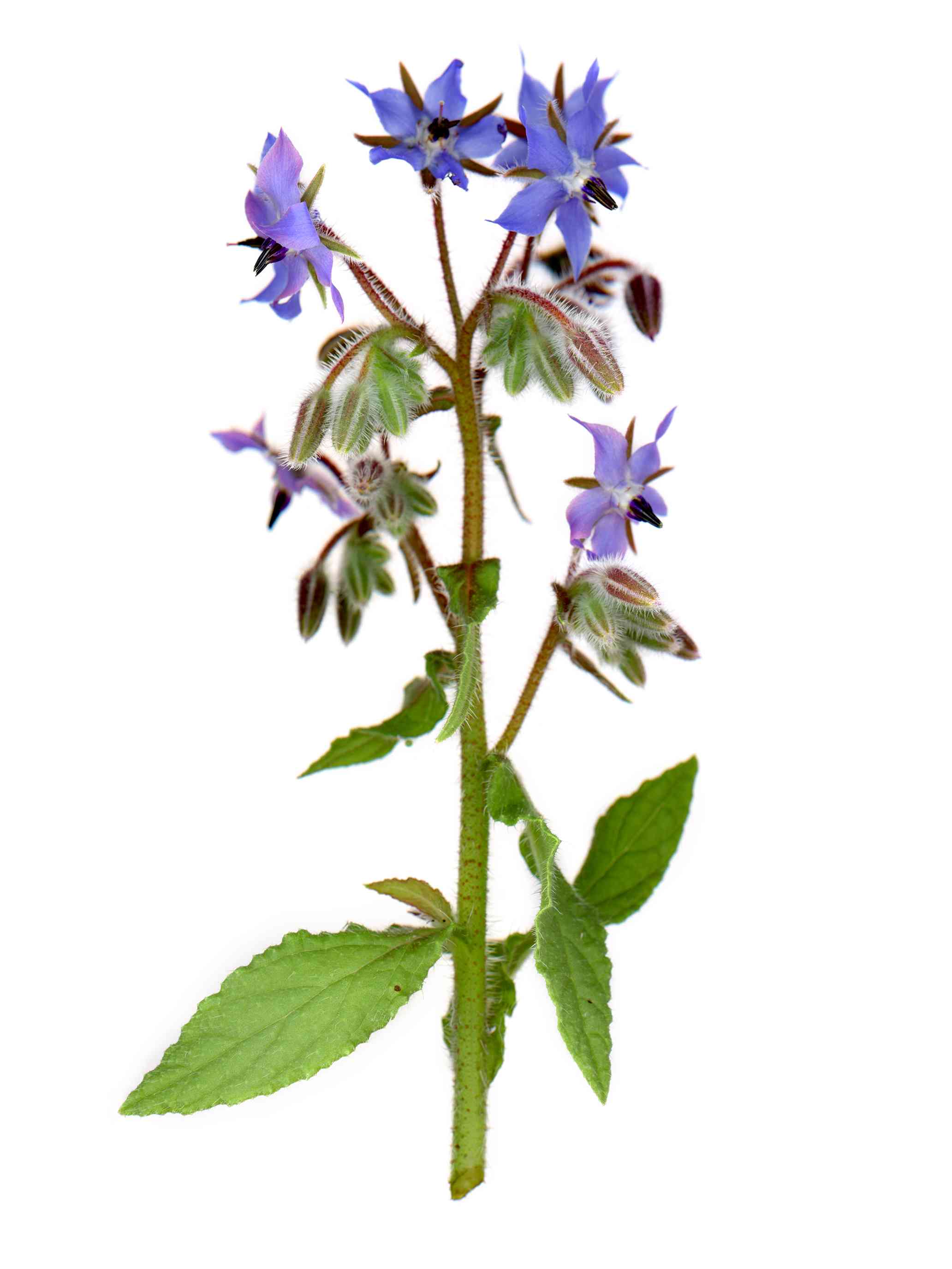 Common borage(Borago officinalis)