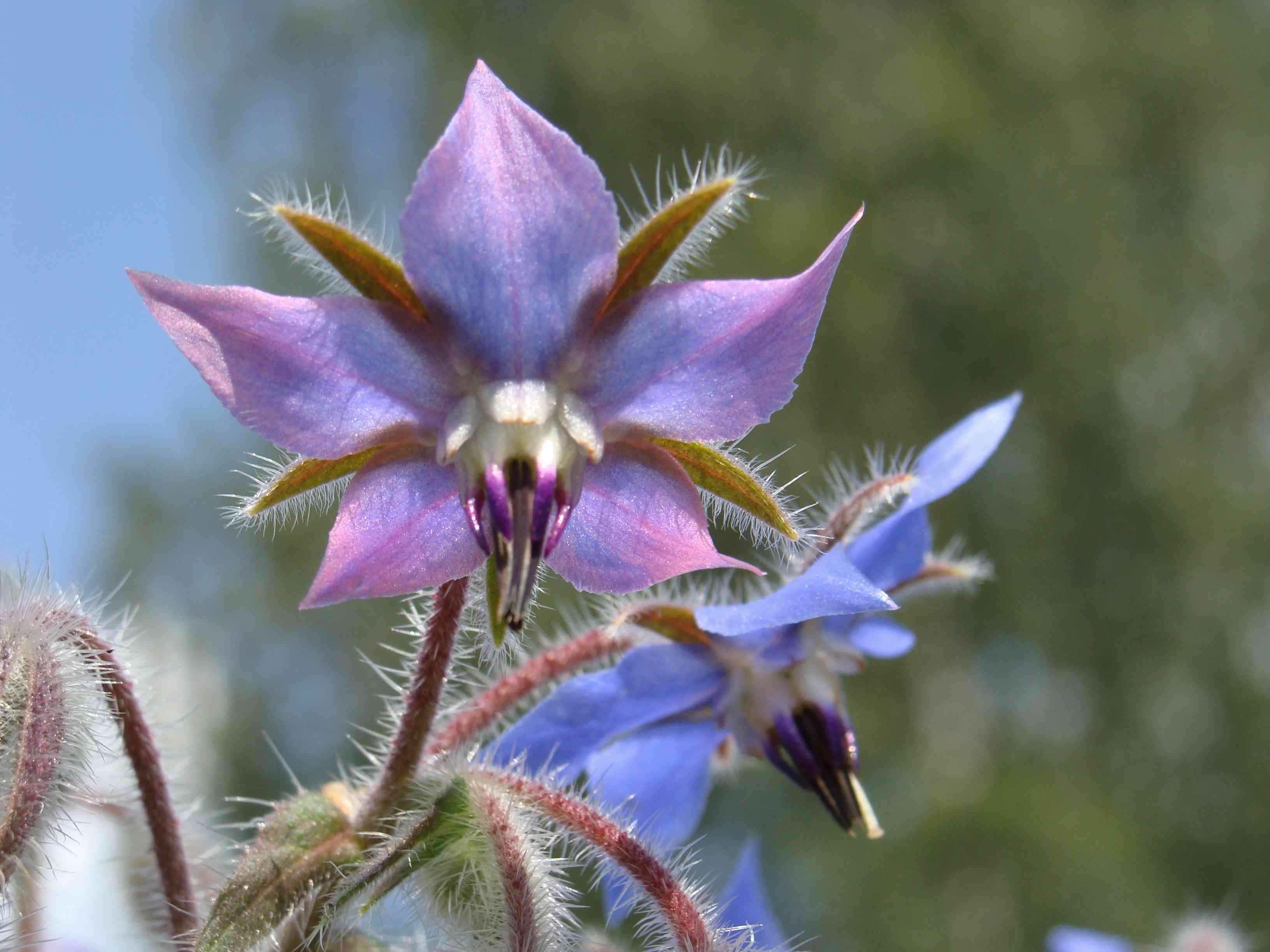Common borage(Borago officinalis)