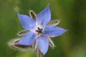 Common borage(Borago officinalis)