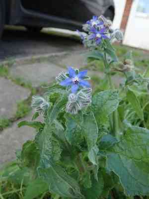 Common borage(Borago officinalis)