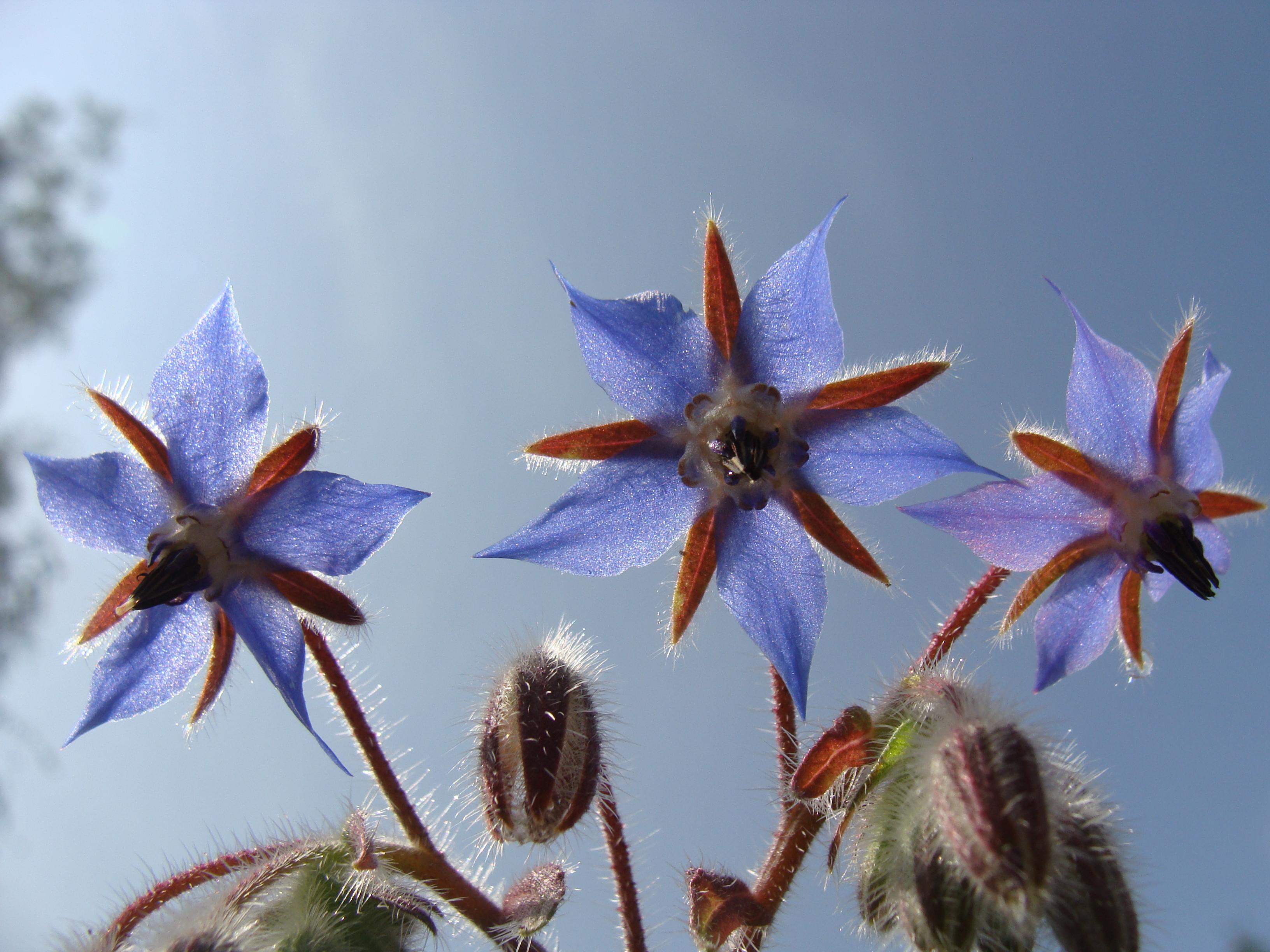 Common borage
