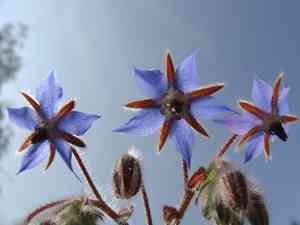 Common borage(Borago officinalis)