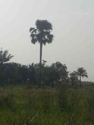 African palmyra palm(Borassus aethiopum)