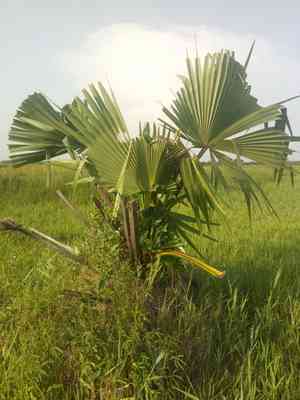 African palmyra palm(Borassus aethiopum)