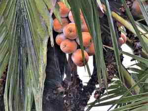 African palmyra palm(Borassus aethiopum)