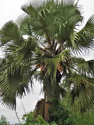 African palmyra palm(Borassus aethiopum)