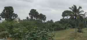 Toddy palm(Borassus flabellifer)