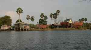 Toddy palm(Borassus flabellifer)