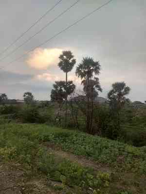 Toddy palm(Borassus flabellifer)
