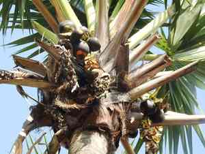 Toddy palm(Borassus flabellifer)