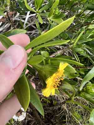 Tree seaside tansy(Borrichia arborescens)