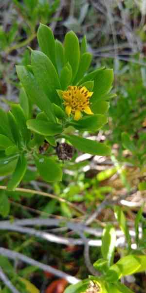 Tree seaside tansy(Borrichia arborescens)