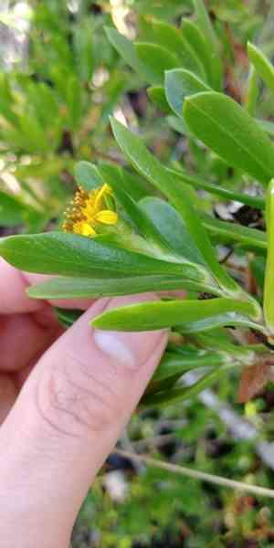 Tree seaside tansy(Borrichia arborescens)