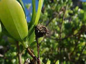 Tree seaside tansy(Borrichia arborescens)