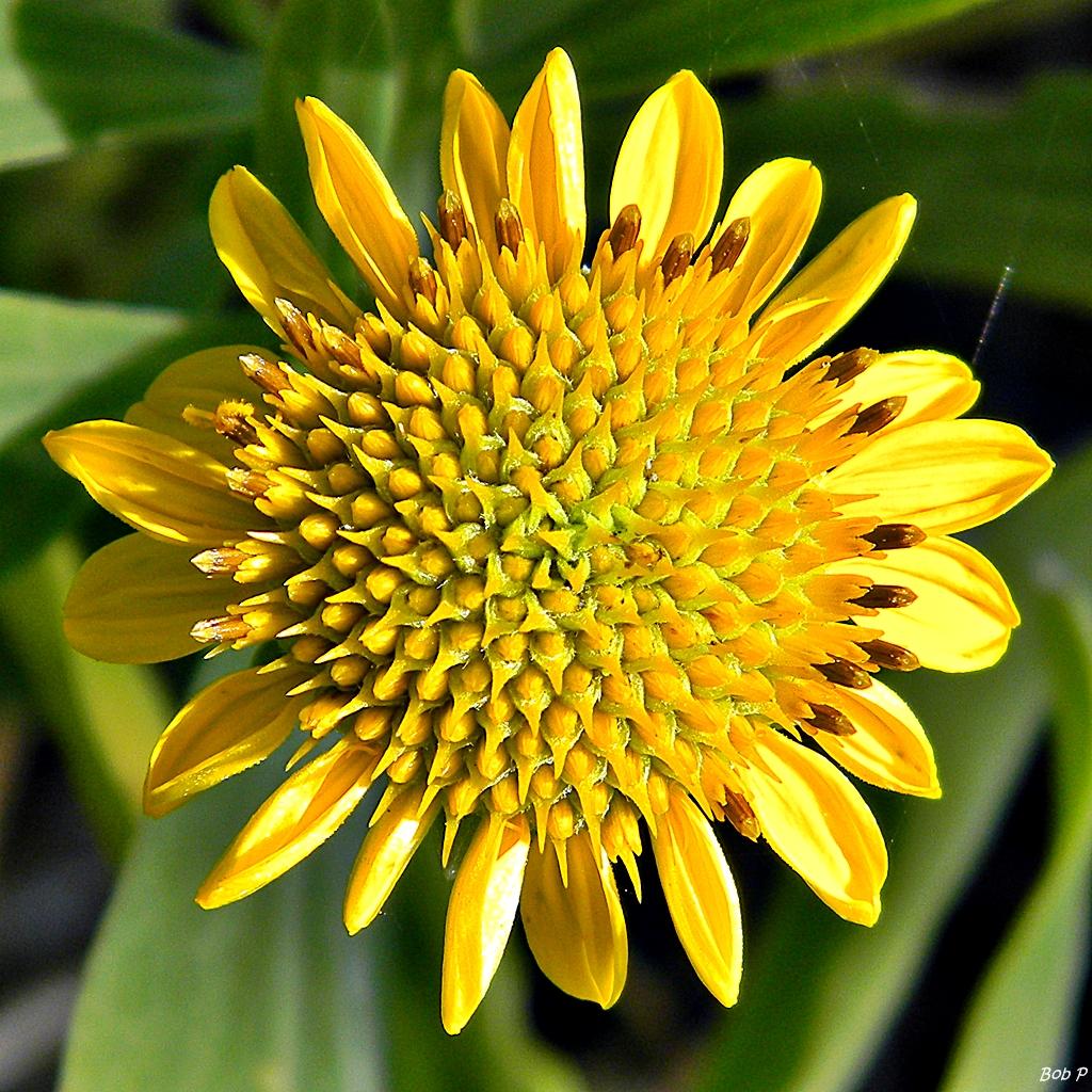 The Sea oxeye Plant Advantage: Maximizing Home and Office Appeal and ...