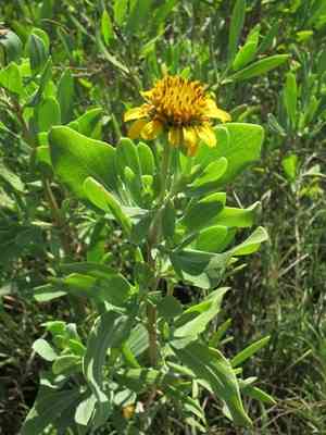 Sea oxeye(Borrichia frutescens)