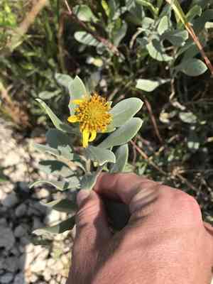Sea oxeye(Borrichia frutescens)
