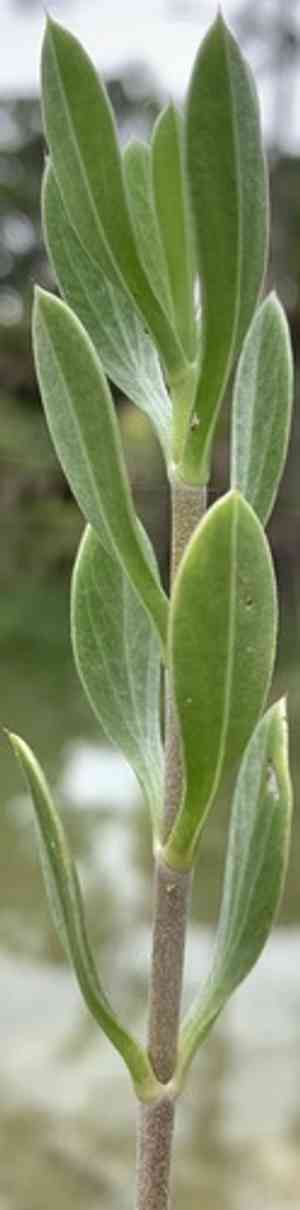 Sea oxeye(Borrichia frutescens)