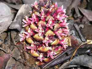 California groundcone(Boschniakia strobilacea)