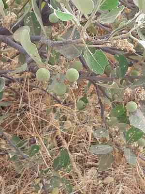 Senegal boscia(Boscia senegalensis)